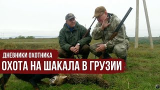 ОХОТА НА ШАКАЛА с собаками в Грузии \ Дневники охотника \ 1 серия