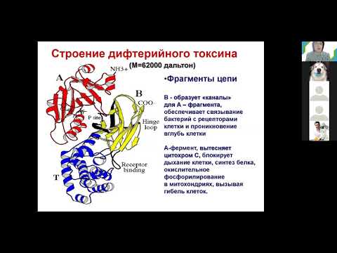 С. А. Лисовская. Коринебактерии. Возбудитель дифтерии. Бордетеллы. Медицинская биохимия.