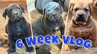 SIX WEEK BOERBOEL PUPPY VLOG