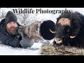 Wildlife photography - Musk Oxen part 2