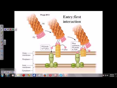 Vidéo: Différence Entre Le Vecteur Phage YAC Et M13