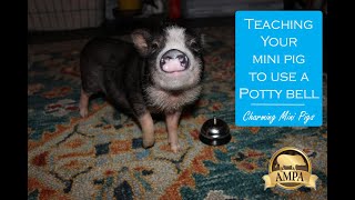 Teaching a Mini Pig to Ring a Bell to go Potty Outside