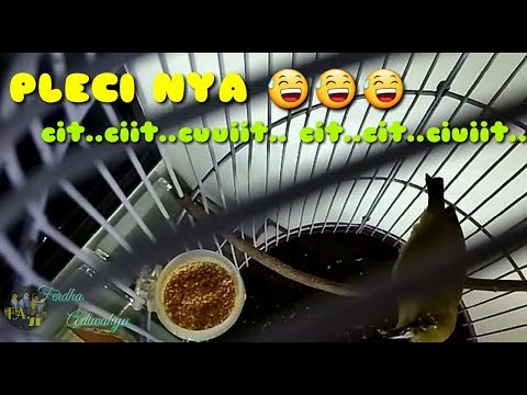 Pleci Belajar Gacor Harian | Cocok Untuk Pancingan