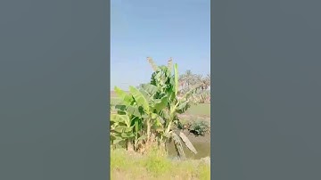 من اروع الاصوات للشيخ سيد سعيد سورة يوسف