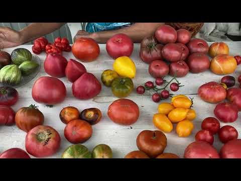 Video: Күнөсканага помидор отургузуу. Өсүмдүктөргө кам көрүү