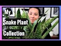 Snake Plant Collection | Sansevieria