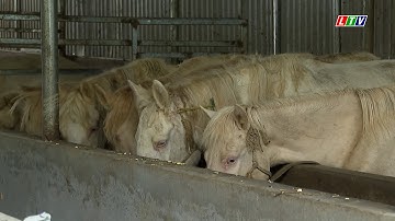 Nuôi ngựa bạch cho ăn thảo dược đem lại thu nhập cực khủng