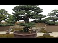【二億円の超巨大盆栽】Super-giant bonsai