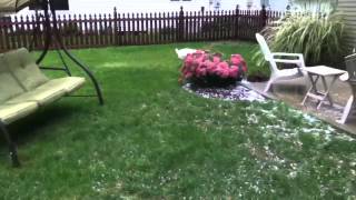 Wheaten Goes Crazy In The Hail