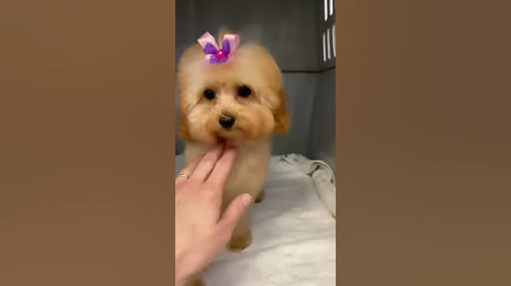 Laylas 2nd Grooming