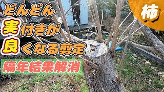 柿の剪定【無農薬・有機栽培】