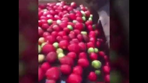 Tomato Color Sorting Machine