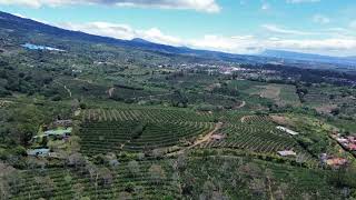 Fields Of Green In Alajuela, Costa Rica