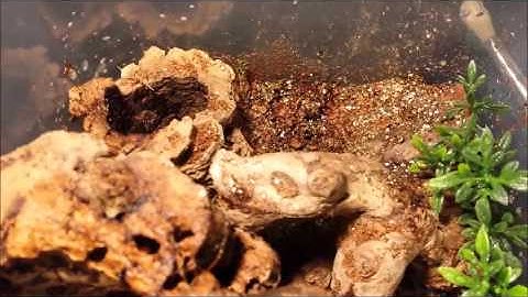 Unboxing video / Transfer video 1