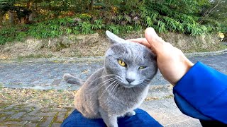 遊歩道で野良猫が膝の上に乗ってきたと思ったら猫は遠くに気配を感じ溝の中に隠れた