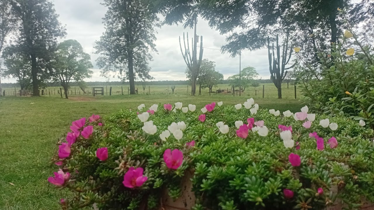 Dia chuvoso e uma benção 🌧🌨