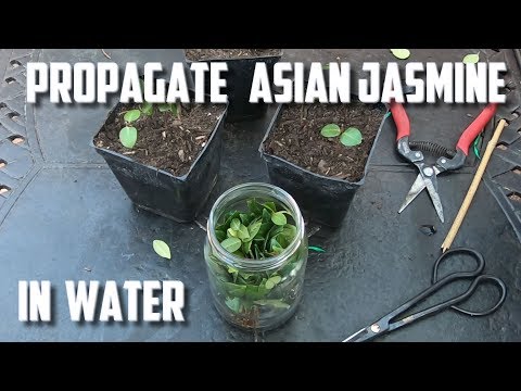 Propagate Asian Jasmine In Water