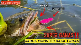 Seperti Sambaran Toman Casting Ikan Gabus Sangat Besar Sampai Bikin Kewalahanmancing Ikan