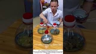 Diy Planter Cover Protecting Young Greens From Cold And Pests