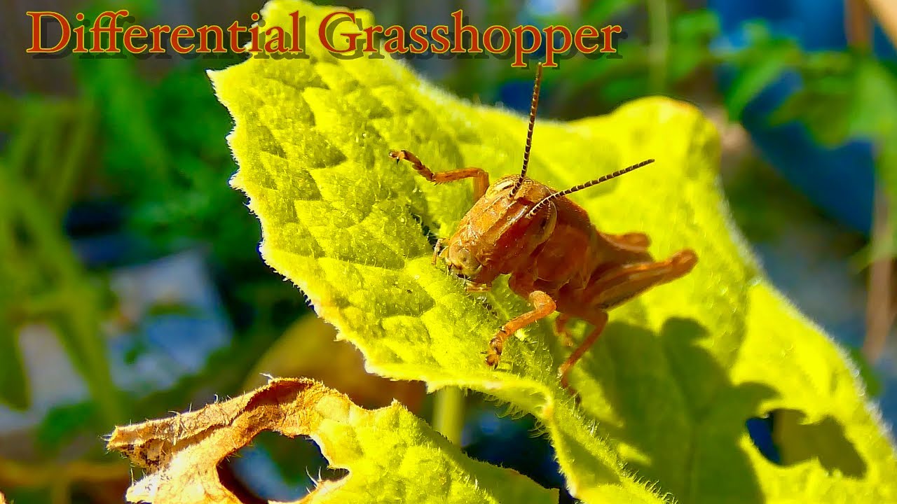 Differential Grasshopper (Melanoplus Differentialis) feeds on Cucumber leaf, jumps on camera at end