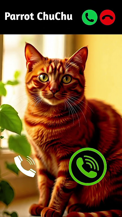 cat calling 😎 #ringtone #smartphone #music #ringtones #song #cat #ringintone #funny