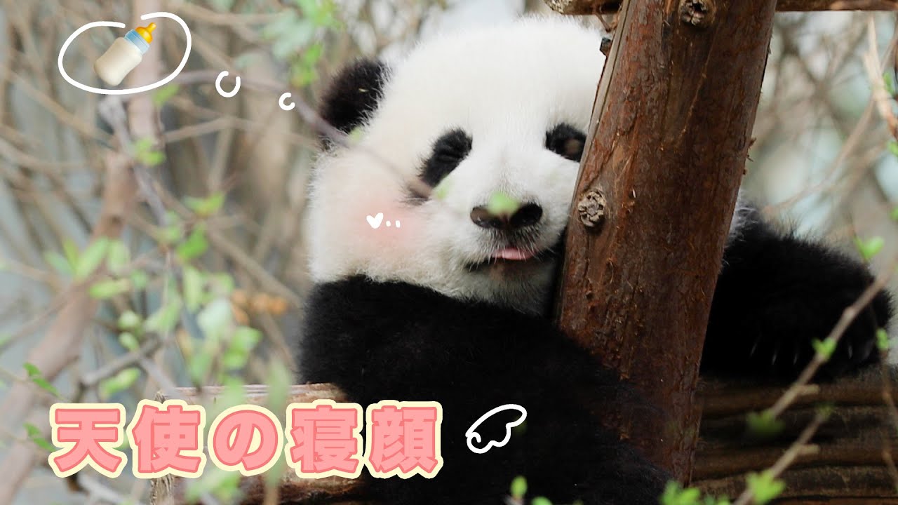 可愛すぎる 天使の寝顔 パンダの赤ちゃん 和花 Ipanda パンダ楽園 Shorts Tiktok Youtube