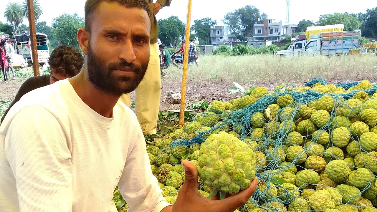 सीताफल की खेती sitafal fruit mandi m.p Dhar mandav