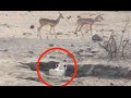 Worst Lion Hunt Fail Ever!