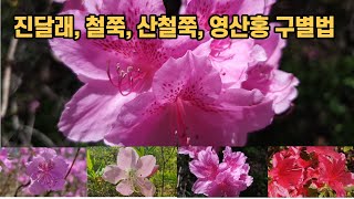 진달래, 철쭉, 산철쭉, 영산홍 구별법