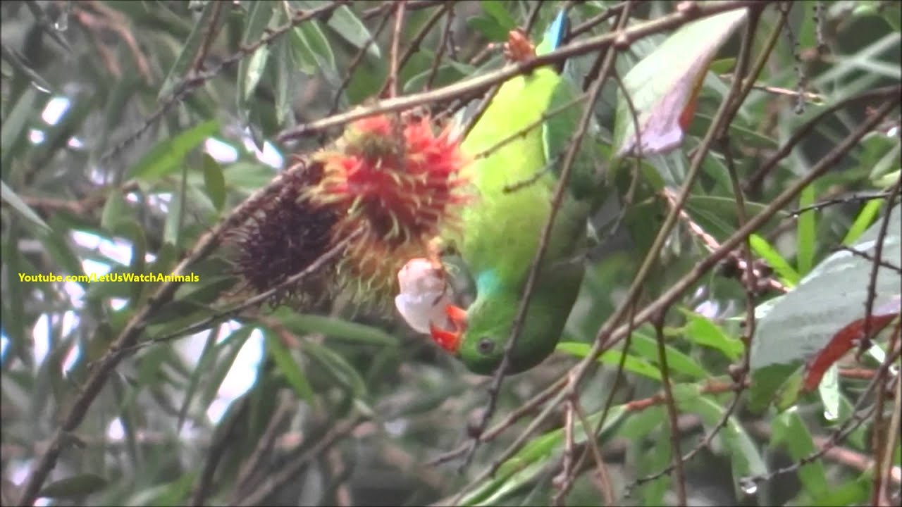 Bird hangs upside down and eats fruit holding it in one hand YouTube