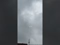 SIGMA  PIGEONS 🕊️ #ytshort #viralvideo #trending #sigma #pigeon