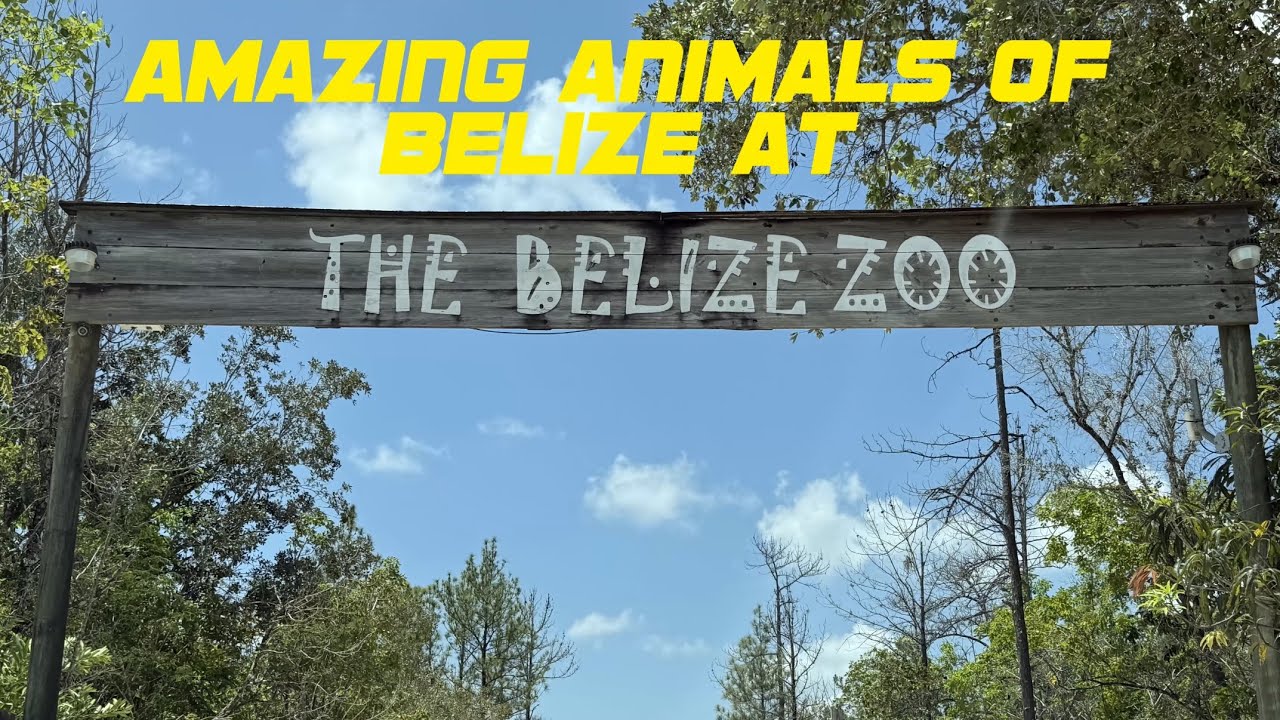 Amazing Animals of Belize at The Belize Zoo 🐆🐊