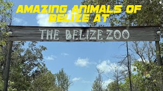 Amazing Animals of Belize at The Belize Zoo ππ