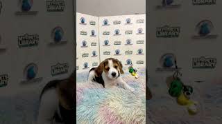 TPC Beagle Puppy (Female)