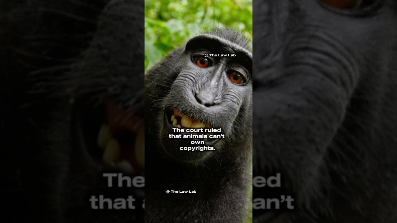 A monkey who took a photo of himself 