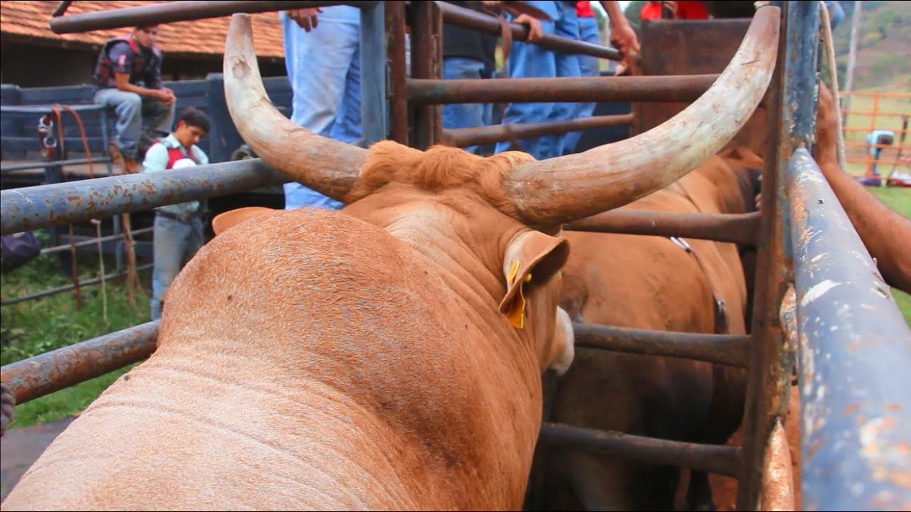 TREINO na CIA DE RODEIO ZÉ CURY - 08/07/2024 (TOUROS QUE ESTARÃO NO LEILÃO)