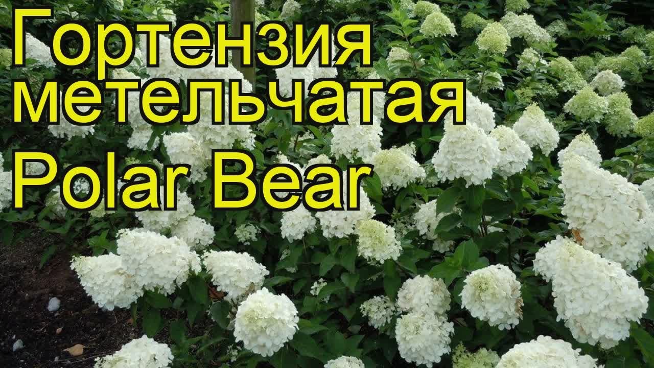Гортензия Белый Медведь Фото И Описание