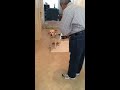 Awesome dog does Vadani Kaval Gheta Mp3 Song