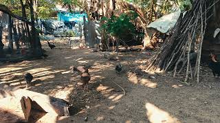 Exclusive Chickens and ducks are eating the banana tree that I chopped. Details