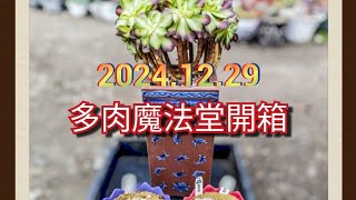 買肉拆肉)開箱2024.12.29「多肉魔法堂現貨」x美麗的韶華法師多肉大棒棒