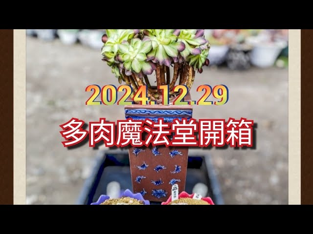 買肉拆肉)開箱2024.12.29「多肉魔法堂現貨」x美麗的韶華法師多肉大棒棒