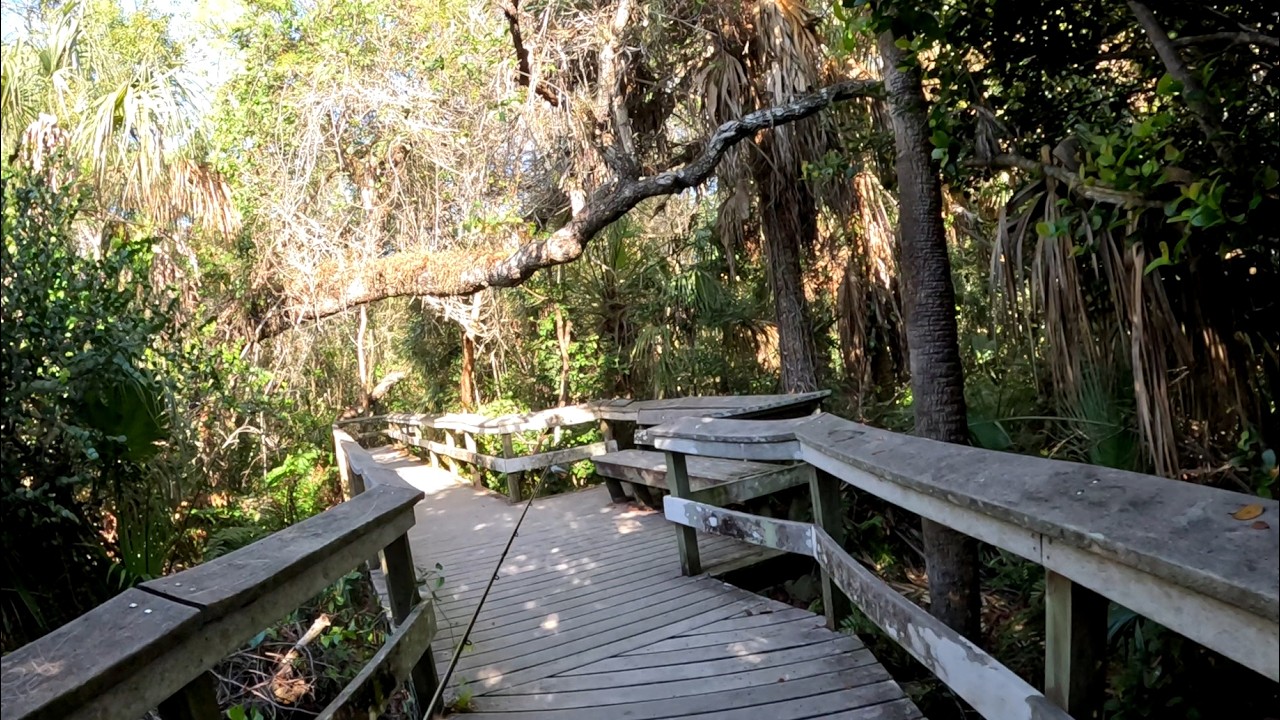 a short walk through the Florida Everglades #florida #redrabbit