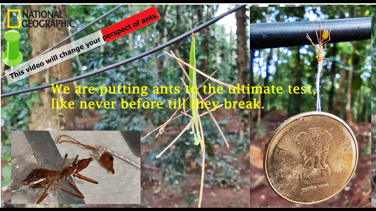 How much weight can an Ant Lift, How strong is an Ant, lets test it