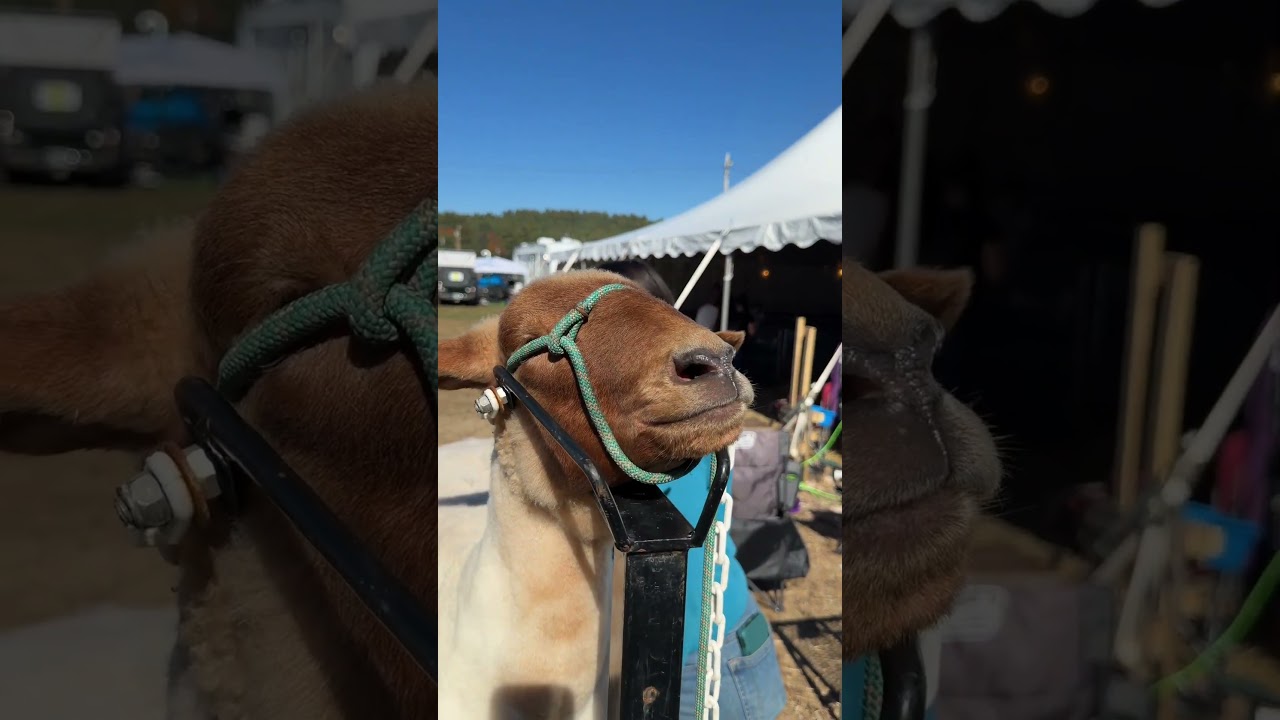 This goat has a LOT to say