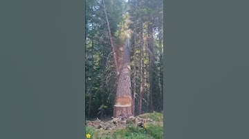 tree-felling🌲🌲🤯#satisfying #asmr #cuttingtrees #tree #oddlysatisfying #giant #fyp #usa
