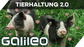 40.000 m² Leben frei nach Schnauze -  Das ist Tierhaltung 2.0! | Galileo | ProSieben screenshot 3
