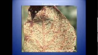 Soybean rust and how to identify it