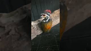 MASTERAN PELATUK BAWANG//durasi panjang di channel saya #pelatuk #shorts