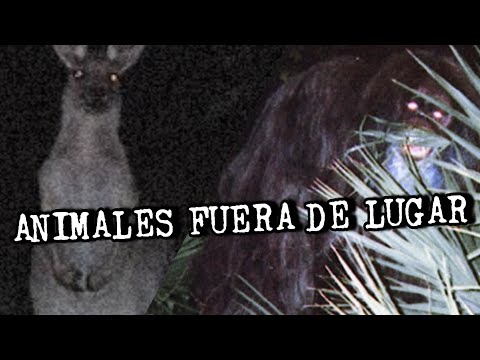 GHOST ANIMALS: A Strange Phenomenon of Cryptozoology...