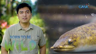 Discovering a human-sized eel or 'palos' | Born to be Wild